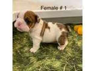 Bulldog Puppy for sale in Hillsboro, OH, USA
