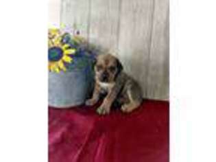 Boerboel Puppy for sale in Topeka, IN, USA