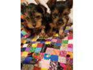 Yorkshire Terrier Puppy for sale in Cusseta, GA, USA
