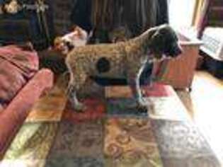 German Shorthaired Pointer Puppy for sale in Cadiz, KY, USA