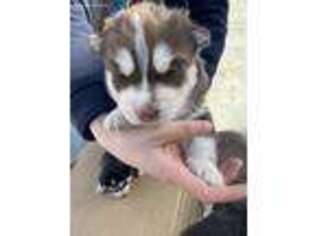 Siberian Husky Puppy for sale in Alhambra, CA, USA