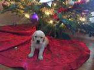 Golden Retriever Puppy for sale in Casper, WY, USA