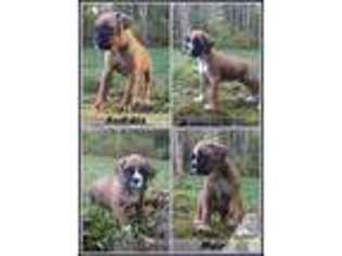 Boxer Puppy for sale in SANDY, OR, USA