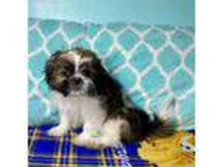 Mutt Puppy for sale in South Hadley, MA, USA