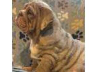Bulldog Puppy for sale in Kingwood, WV, USA