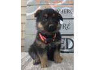 German Shepherd Dog Puppy for sale in Loysville, PA, USA