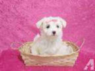 Maltese Puppy for sale in HUNTINGTON BEACH, CA, USA