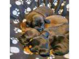 Dachshund Puppy for sale in Charlotte, NC, USA