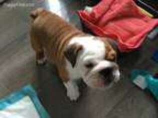 Bulldog Puppy for sale in Chapel Hill, NC, USA
