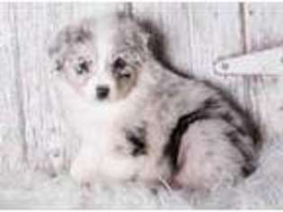 Australian Shepherd Puppy for sale in Pella, IA, USA