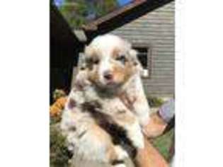 Australian Shepherd Puppy for sale in Jackson, KY, USA