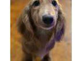 Dachshund Puppy for sale in Pittsfield, MA, USA
