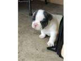 French Bulldog Puppy for sale in Alpine, AZ, USA