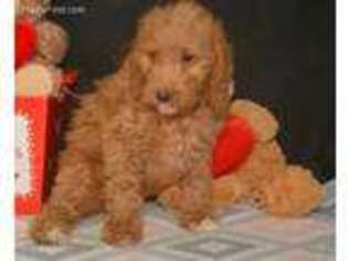 Labradoodle Puppy for sale in Kendallville, IN, USA