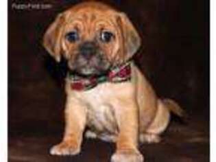Puggle Puppy for sale in Hawarden, IA, USA