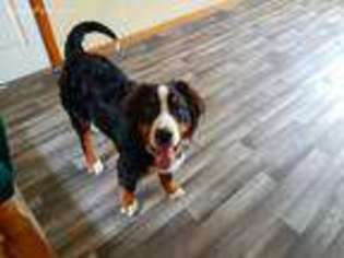 Bernese Mountain Dog Puppy for sale in Royal Oak, MI, USA