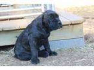 Cane Corso Puppy for sale in Blue Ridge, GA, USA