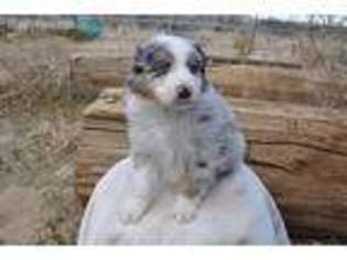 Australian Shepherd Puppy for sale in Victorville, CA, USA