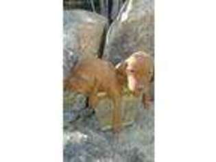 Vizsla Puppy for sale in Phelan, CA, USA