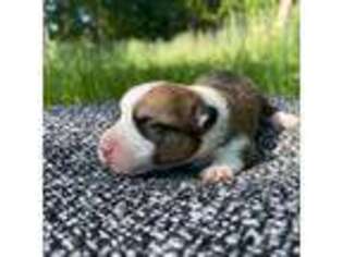 Pembroke Welsh Corgi Puppy for sale in Belmont, NC, USA