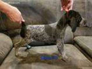 German Shorthaired Pointer Puppy for sale in Ogden, UT, USA