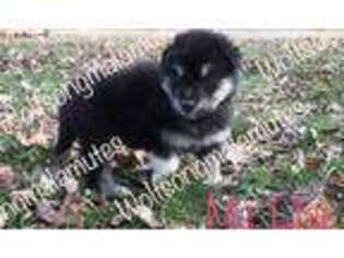 Alaskan Malamute Puppy for sale in Lexington, KY, USA