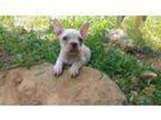 French Bulldog Puppy for sale in Jacksonville, AL, USA