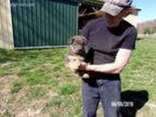 German Shepherd Dog Puppy for sale in Laurelville, OH, USA