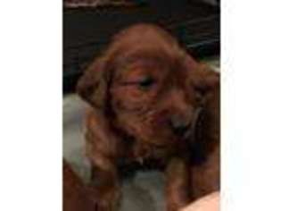 Irish Setter Puppy for sale in Dunnsville, VA, USA