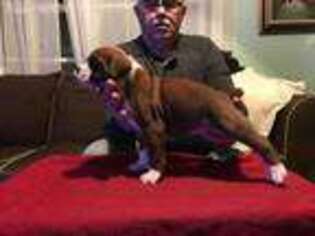 Boxer Puppy for sale in New Cumberland, PA, USA