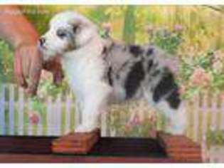 Miniature Australian Shepherd Puppy for sale in Garysburg, NC, USA