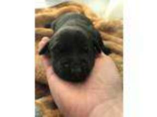 Labrador Retriever Puppy for sale in Troy, TN, USA