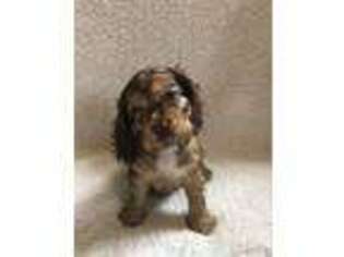 Cocker Spaniel Puppy for sale in Elkhart, IN, USA