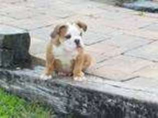 Bulldog Puppy for sale in Belleview, FL, USA