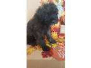Mutt Puppy for sale in Fallon, NV, USA