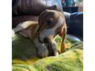 Beagle Puppy for sale in Corning, CA, USA