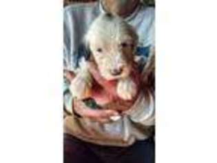 Old English Sheepdog Puppy for sale in Tippecanoe, OH, USA