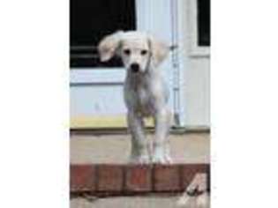 Labrador Retriever Puppy for sale in EVANS, GA, USA