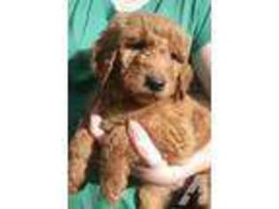 Labradoodle Puppy for sale in SEATTLE, WA, USA