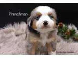 Miniature Australian Shepherd Puppy for sale in Lancaster, MN, USA