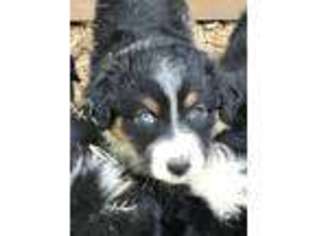 Australian Shepherd Puppy for sale in Murphy, NC, USA