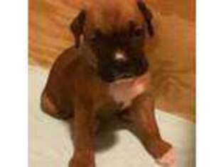 Boxer Puppy for sale in Asheville, NC, USA