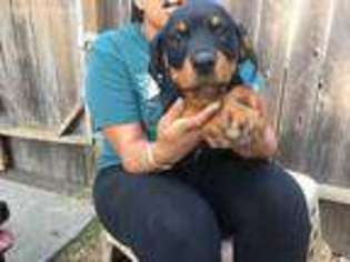 Rottweiler Puppy for sale in Vallejo, CA, USA