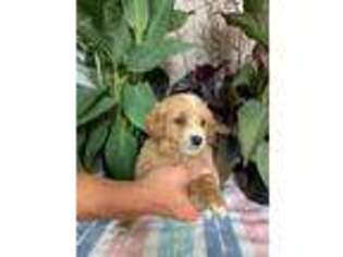 Goldendoodle Puppy for sale in Versailles, IN, USA