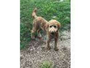 Goldendoodle Puppy for sale in Gainesville, MO, USA