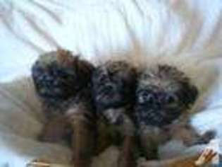 Brussels Griffon Puppy for sale in HOLLISTER, ID, USA