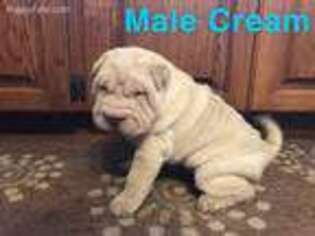 Mutt Puppy for sale in Mitchellville, IA, USA