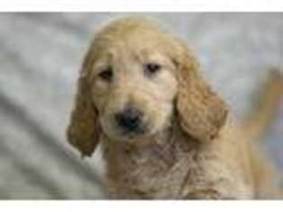 Goldendoodle Puppy for sale in Fort Scott, KS, USA