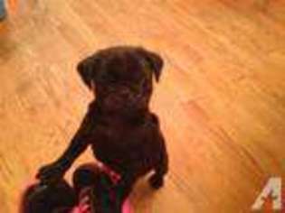 Pug Puppy for sale in LEOMINSTER, MA, USA
