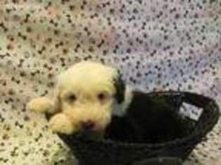 Mutt Puppy for sale in Grandview, WA, USA